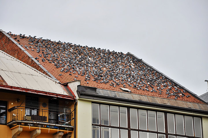 A2B Pest Control are able to install spikes to deter birds from roofs in Addington. 