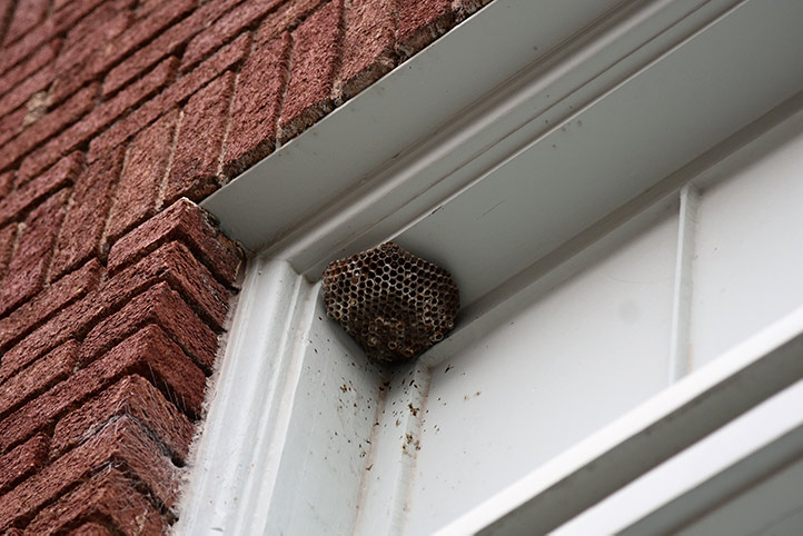 We provide a wasp nest removal service for domestic and commercial properties in Addington.